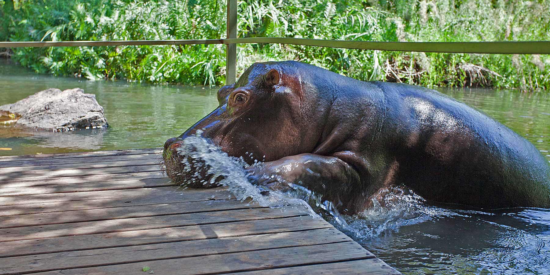 hippo-1.jpg