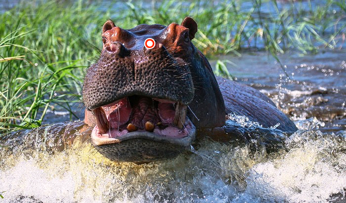 hippo-charge-shot-placement.jpg