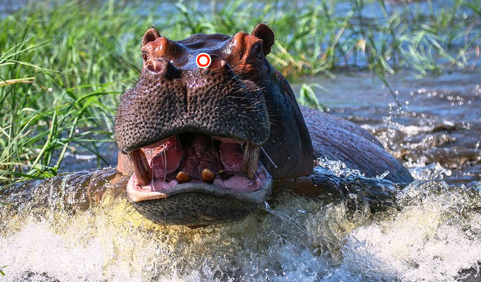 hippo-charge-shot-placement.jpg