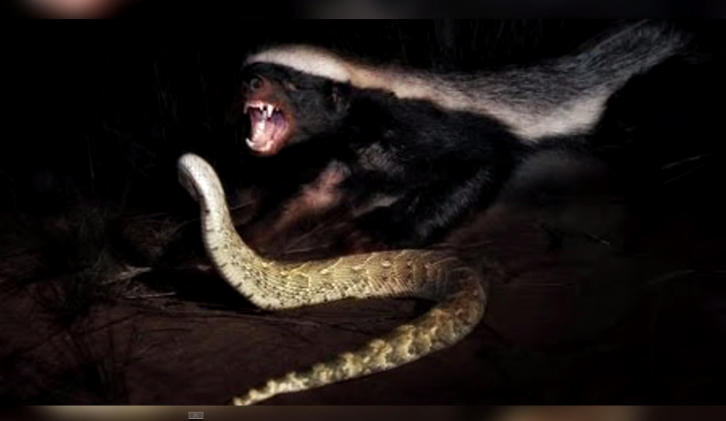 honey_badger_top_10-1024x594.png