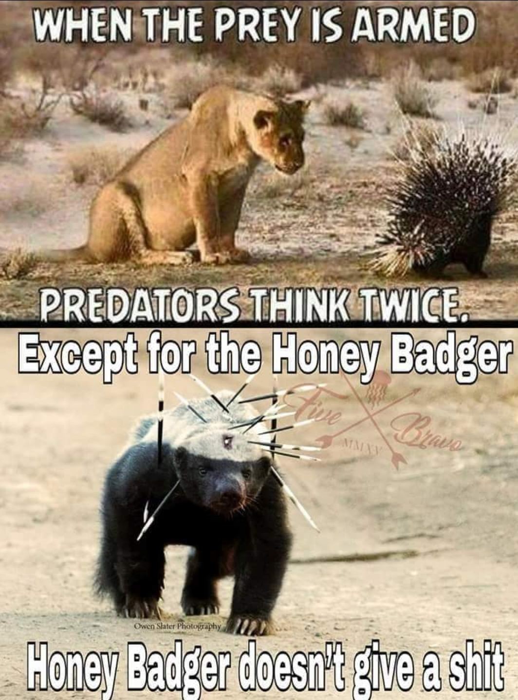 honeybadger don't care.jpg