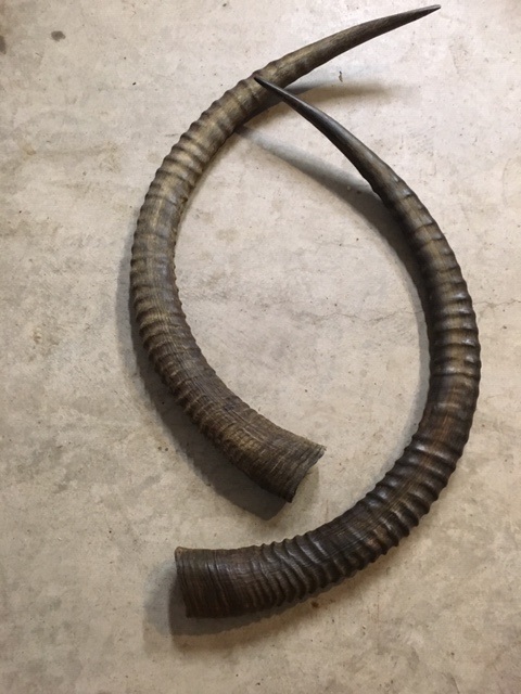 horn 3.5_4.jpg