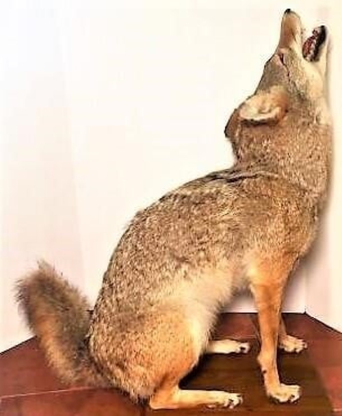 Howling Coyote Side View.jpg