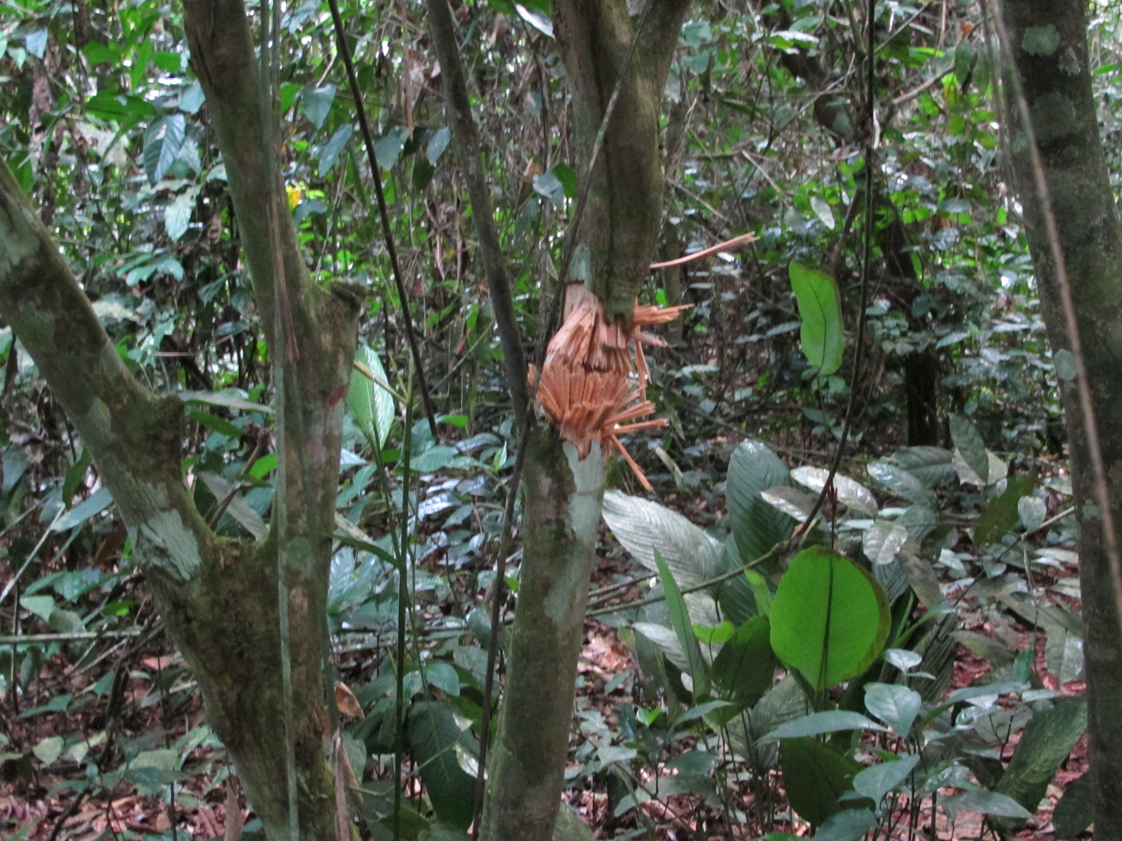 HSykes2.Tree Hit By Bullet on Way to Bongo.jpg