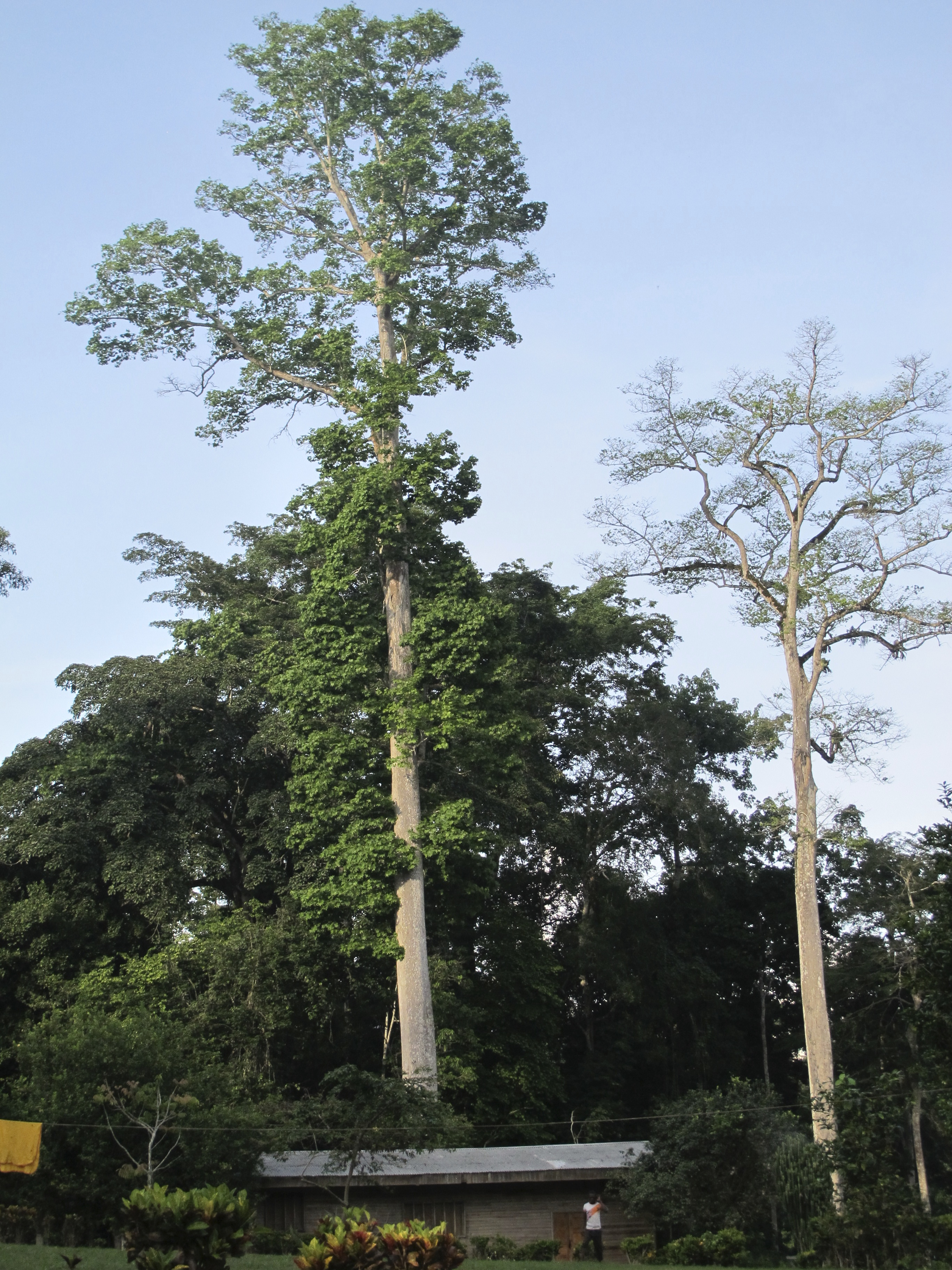 HSykes6.High Canopy Trees.jpg