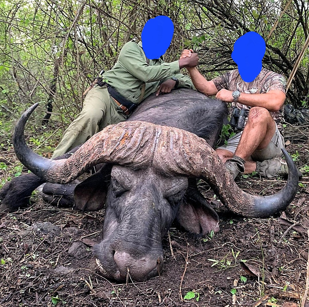 Huge buffalo-Burko Mountain, Tanzania (1).jpeg