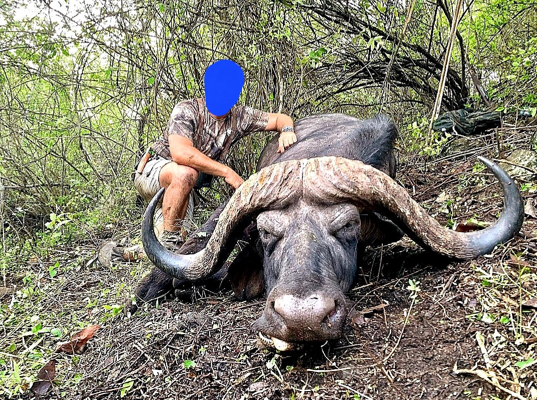 Huge buffalo-Burko Mountain, Tanzania (2).jpeg