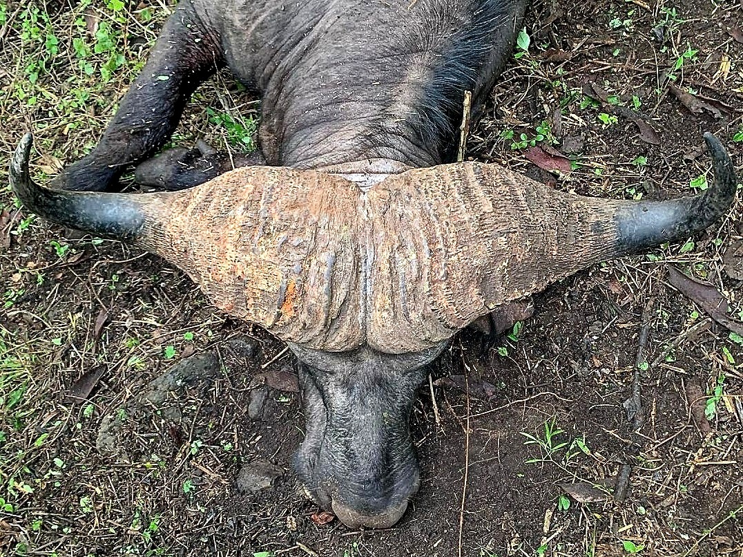 Huge buffalo-Burko Mountain, Tanzania (3).jpeg