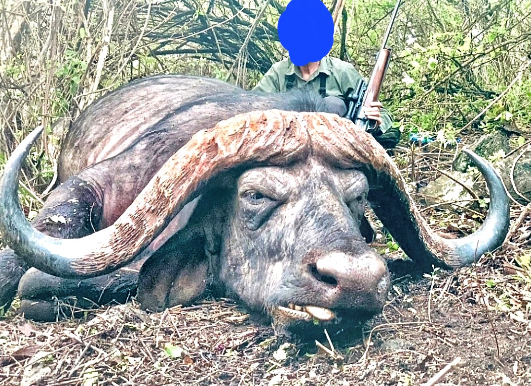 Huge buffalo-Burko Mountain, Tanzania (4).jpeg