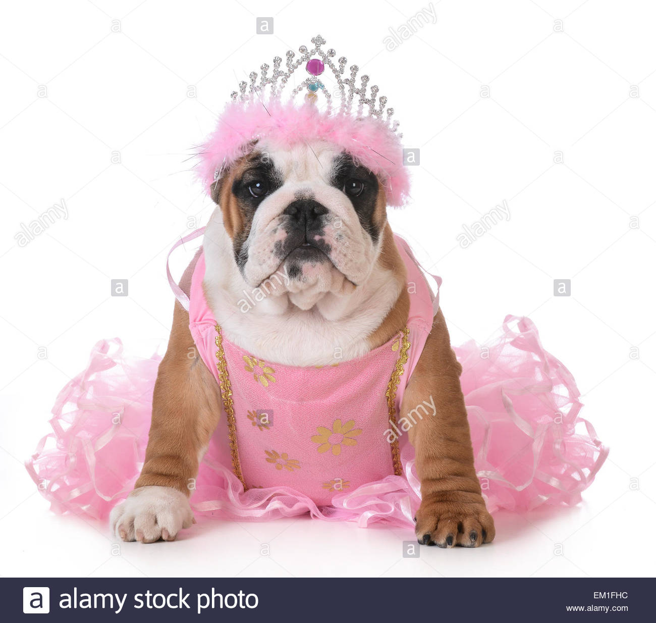 hund-verwohnt-englische-bulldogge-gekleidet-wie-eine-prinzessin-auf-weiss-em1fhc.jpg