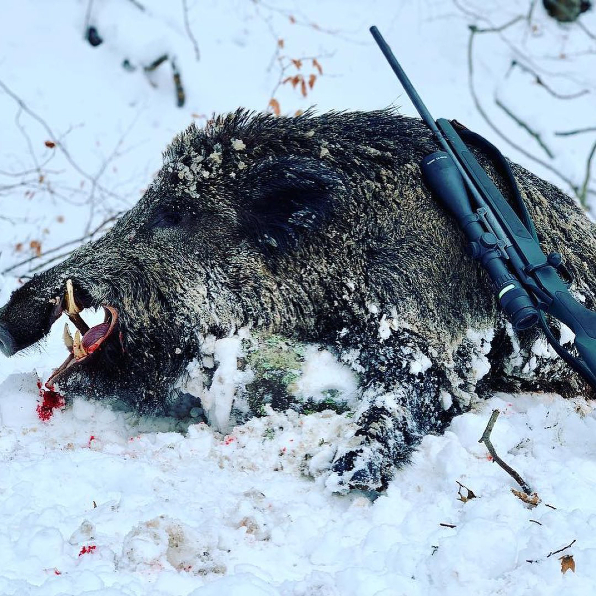 hunt-romania-14.jpg