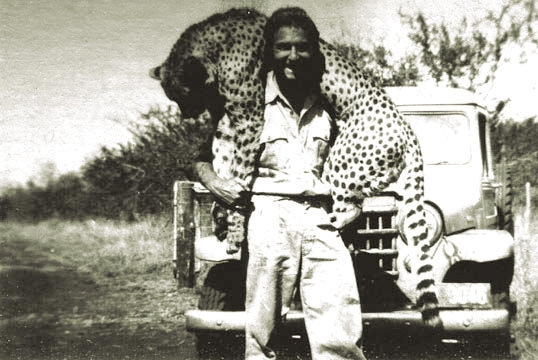 Hunter with a large cheetah in Swaziland in 1950.jpg