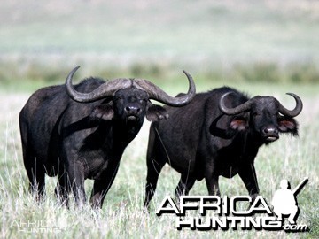 hunting-buffalo-06.jpg