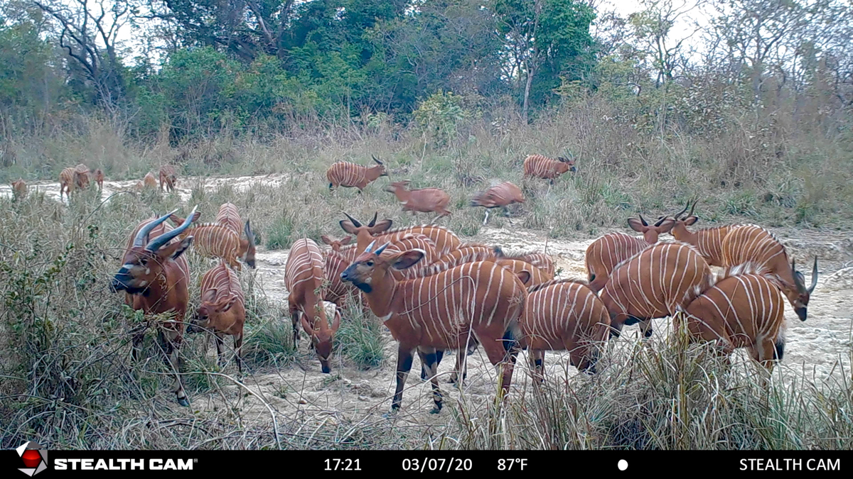 hunting-central-africa-11.jpg