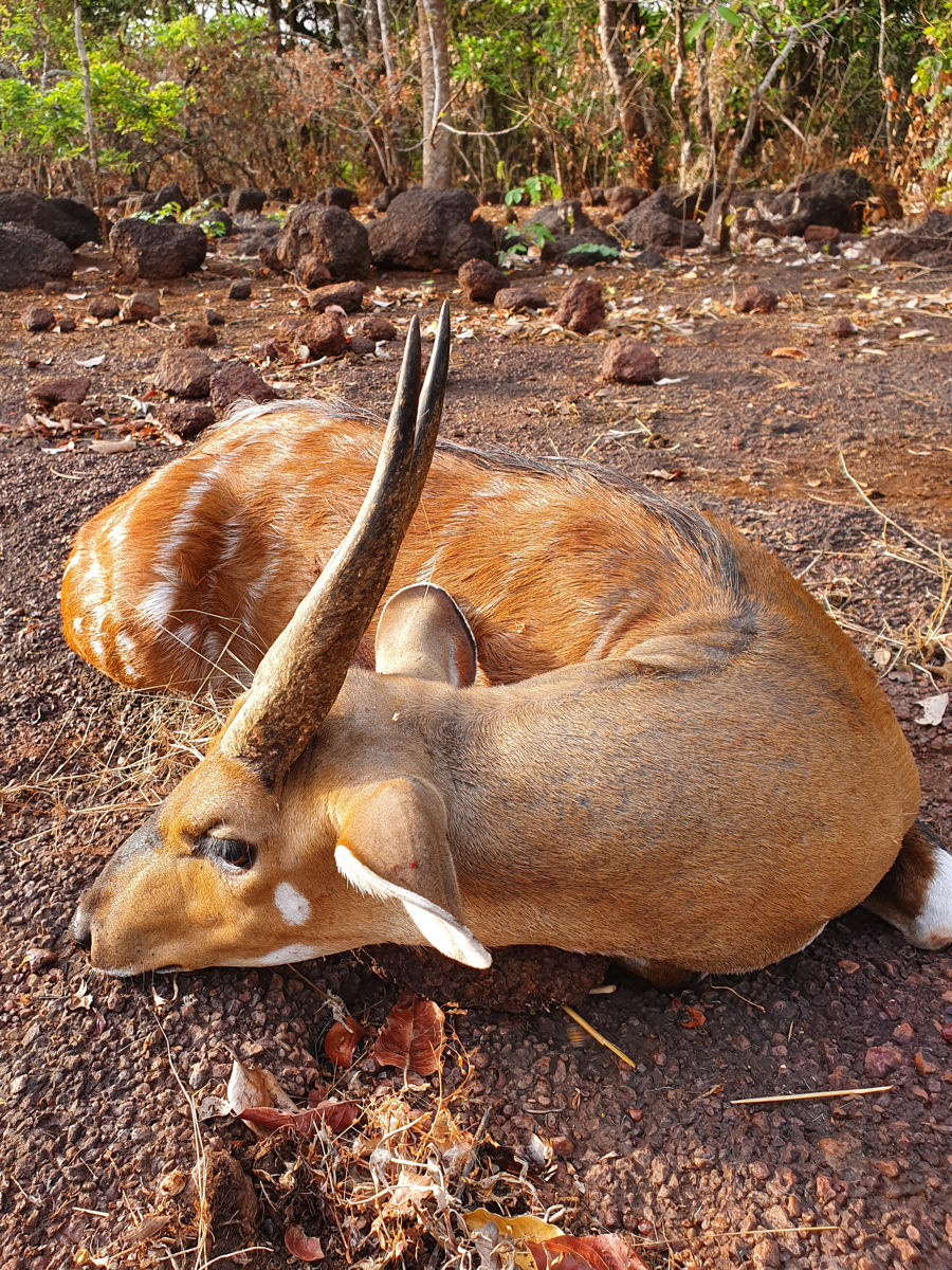 hunting-central-africa-42.jpg