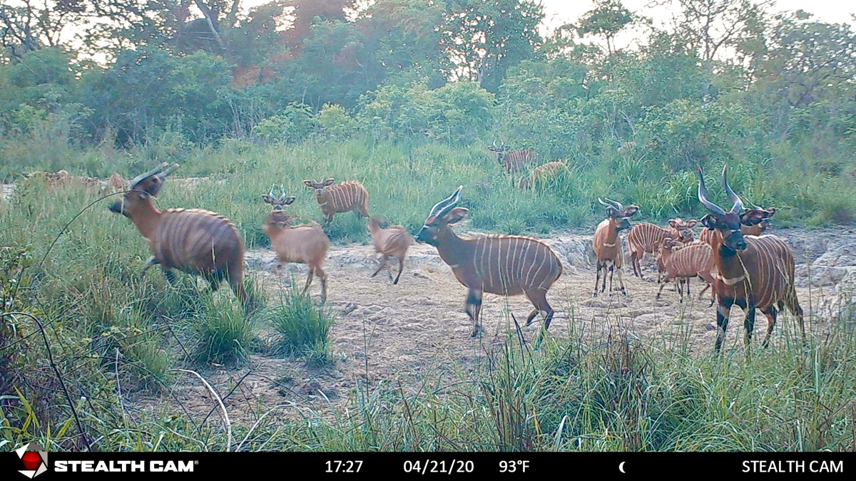 hunting-central-africa-54.jpg