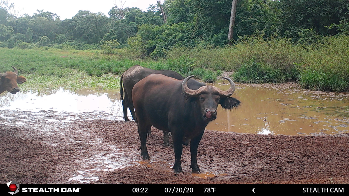 hunting-central-africa-60.jpg