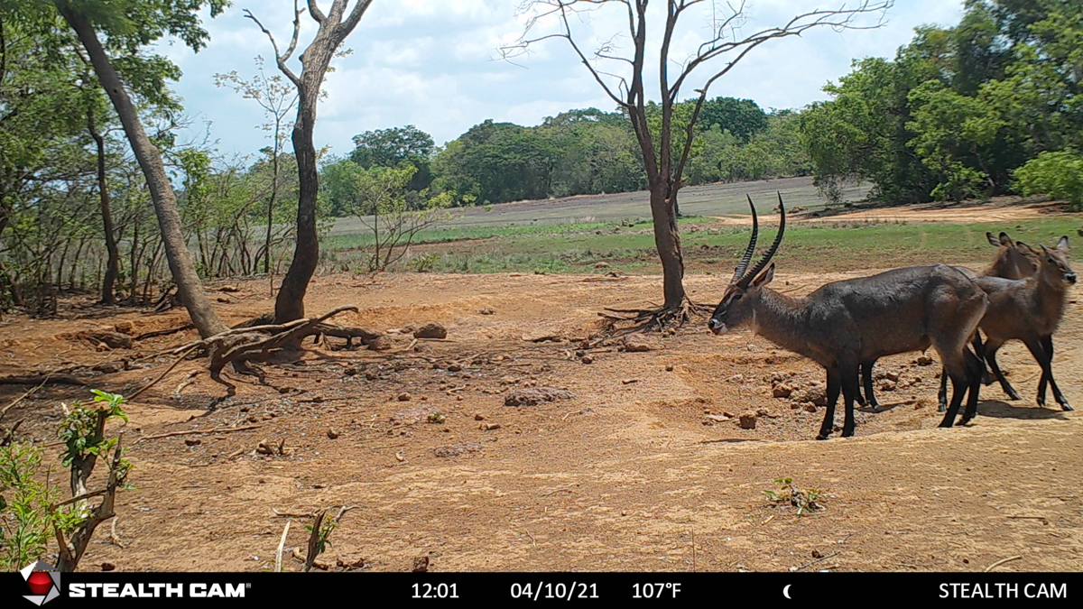 hunting-central-africa-61.jpg