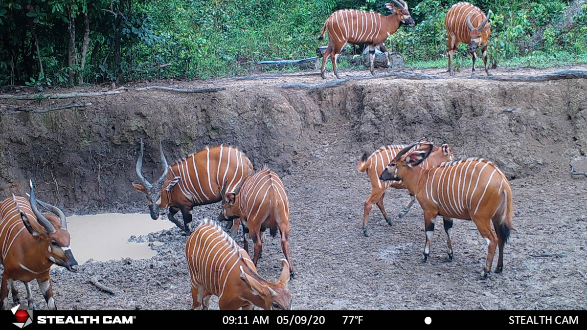 hunting-central-africa-63.jpg