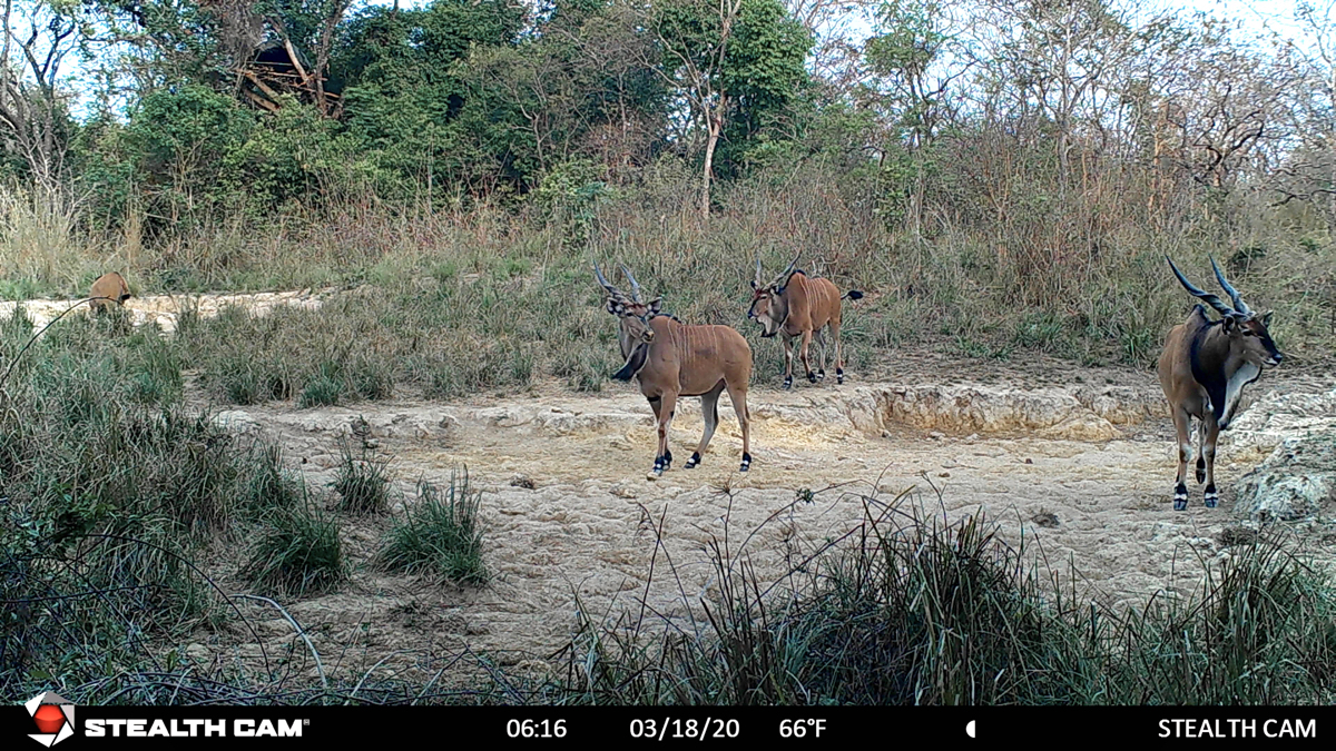 hunting-central-africa-66.jpg