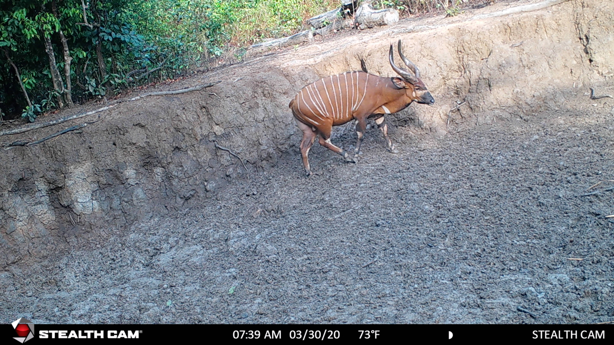 hunting-central-africa-67.jpg