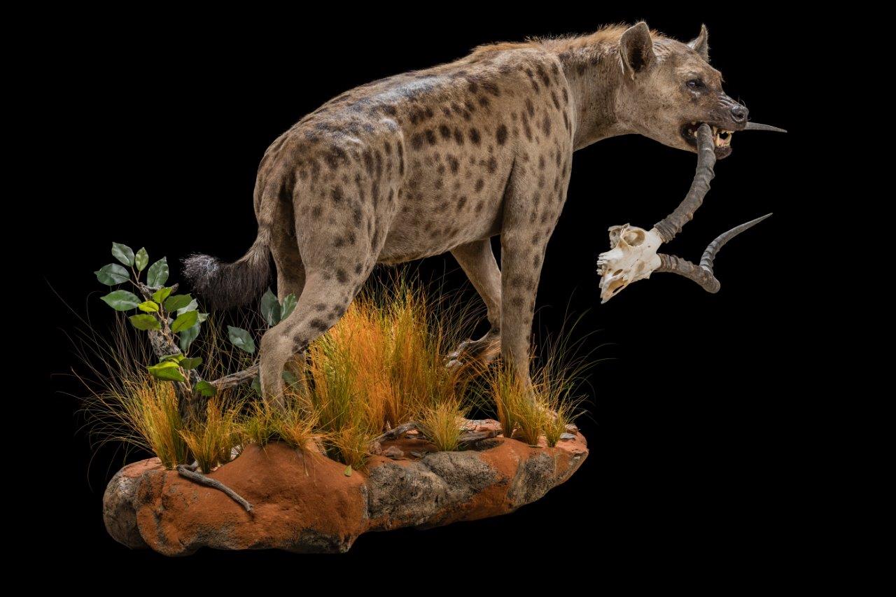 Hyena Spotted, Fullmount - HH071.jpg