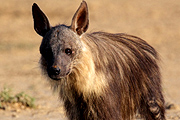 Hyena_Brown.jpg