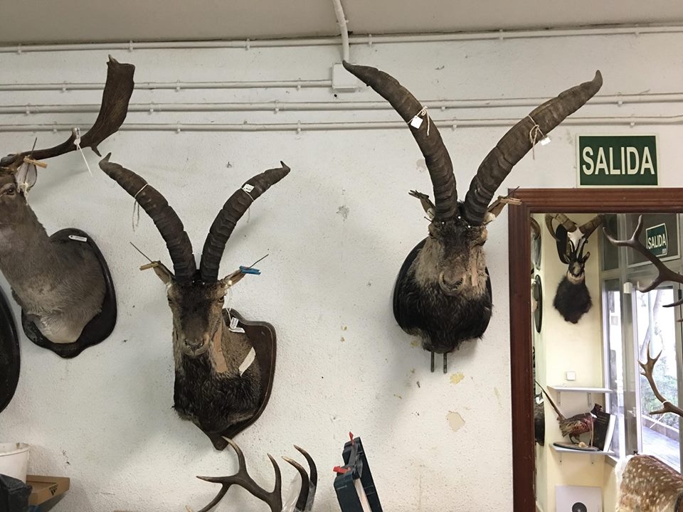 Ibex Taxidermy.jpg