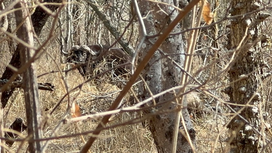 Image 21 Image taken just before I shot.The buffalo is now aware of us. I was standing to the ...jpg