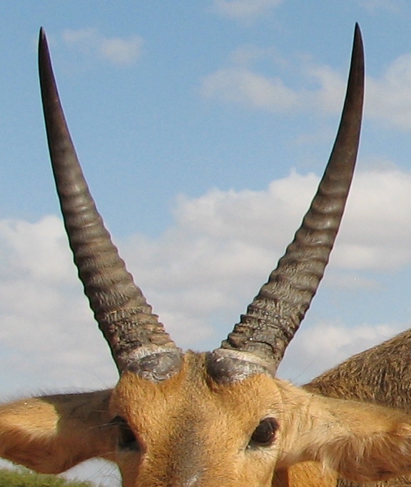 IMG_0311horns2.jpg