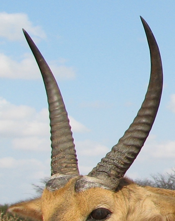 IMG_0311horns3.jpg