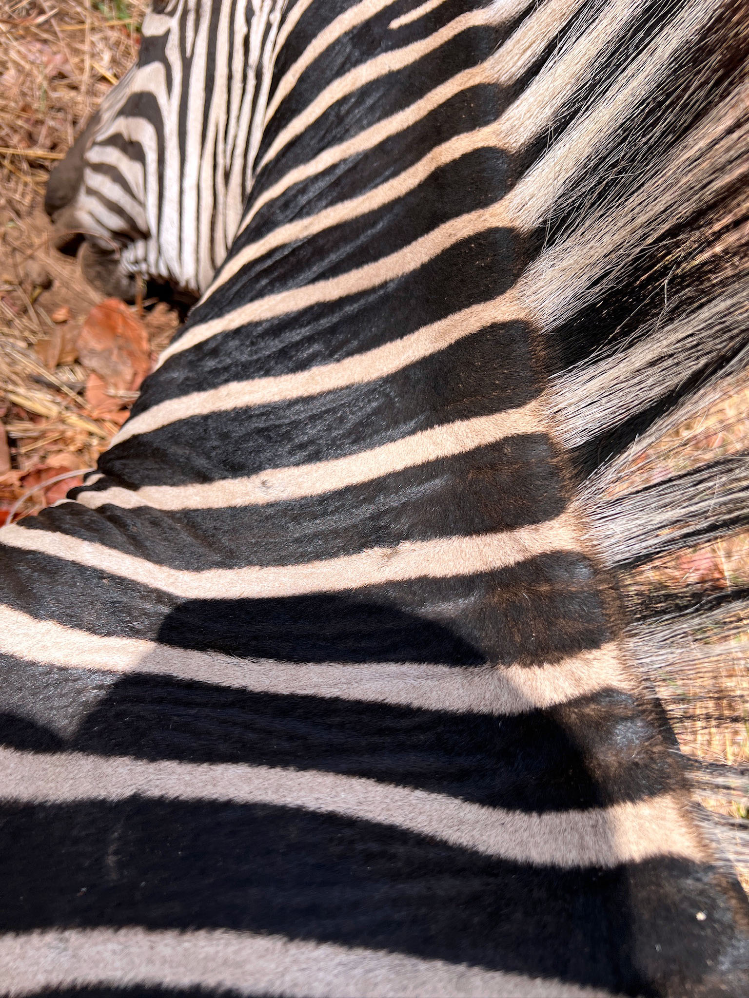 IMG_2559 - ZEBRA.jpeg