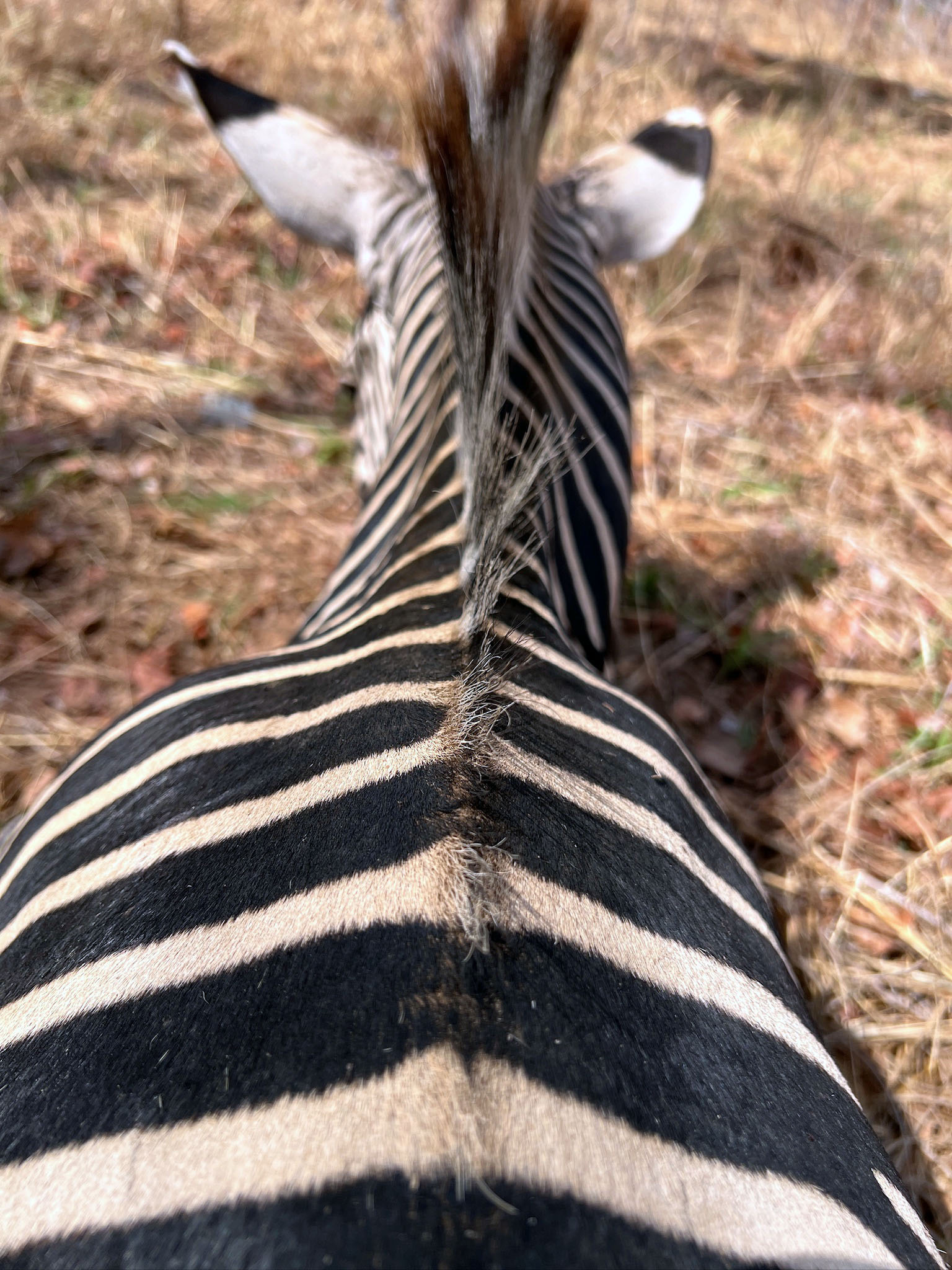 IMG_2567 - ZEBRA.jpeg