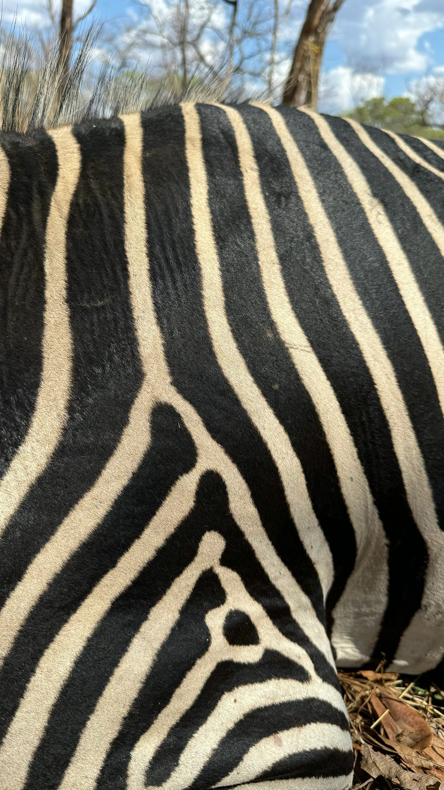 IMG_2955 - ZEBRA.jpeg