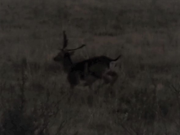 IMG_5596 Young buck running cropped.JPG