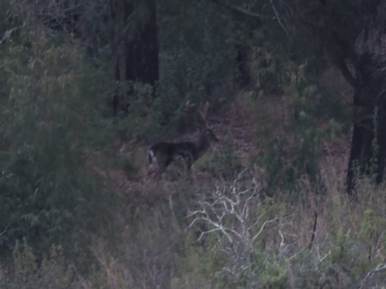 IMG_5611 Nice buck.JPG