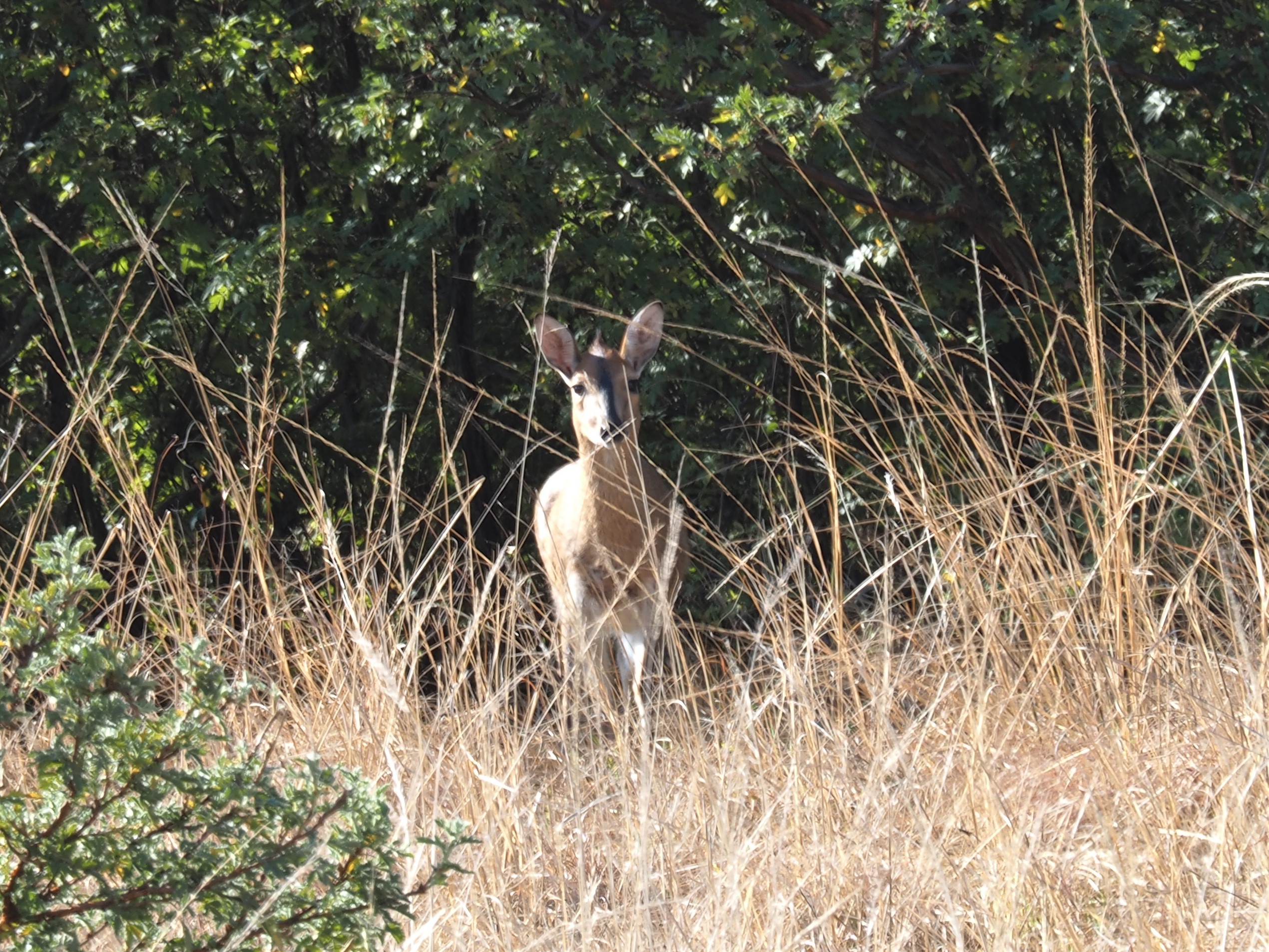 IMG_5644 Duiker Cropped.JPG