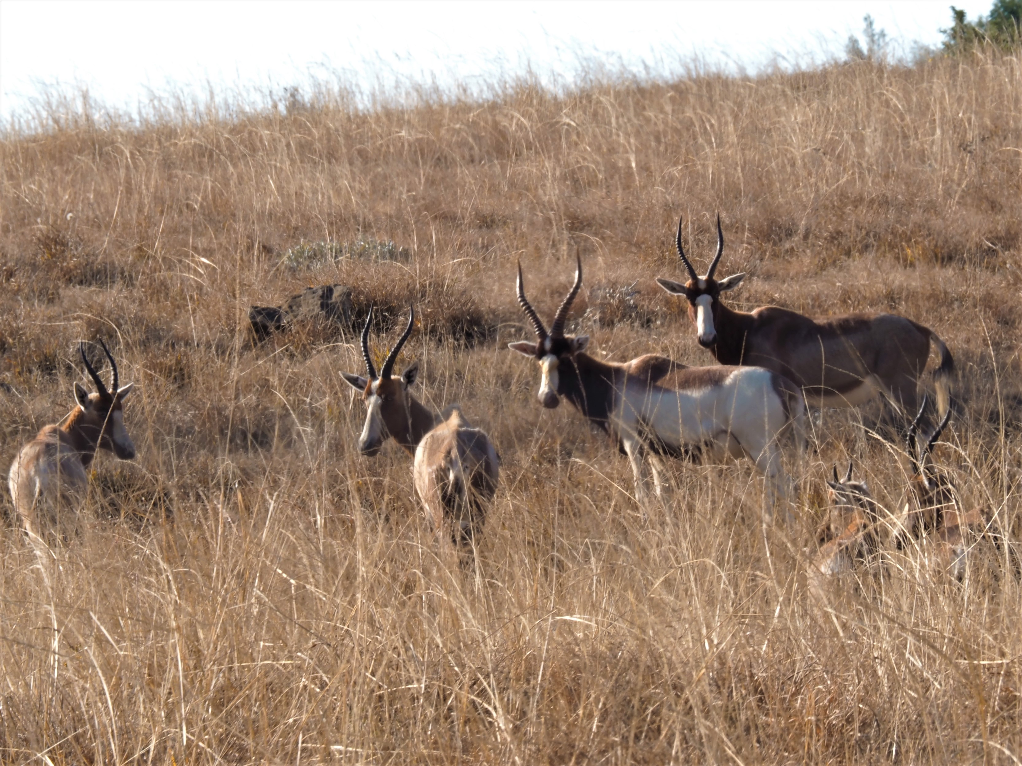 IMG_5657 Saddleback Blesbok Cropped.JPG