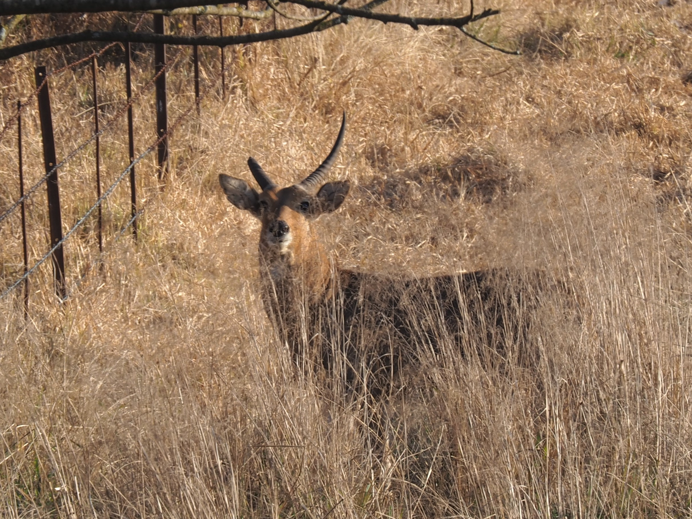 IMG_5846 One horn cropped.JPG