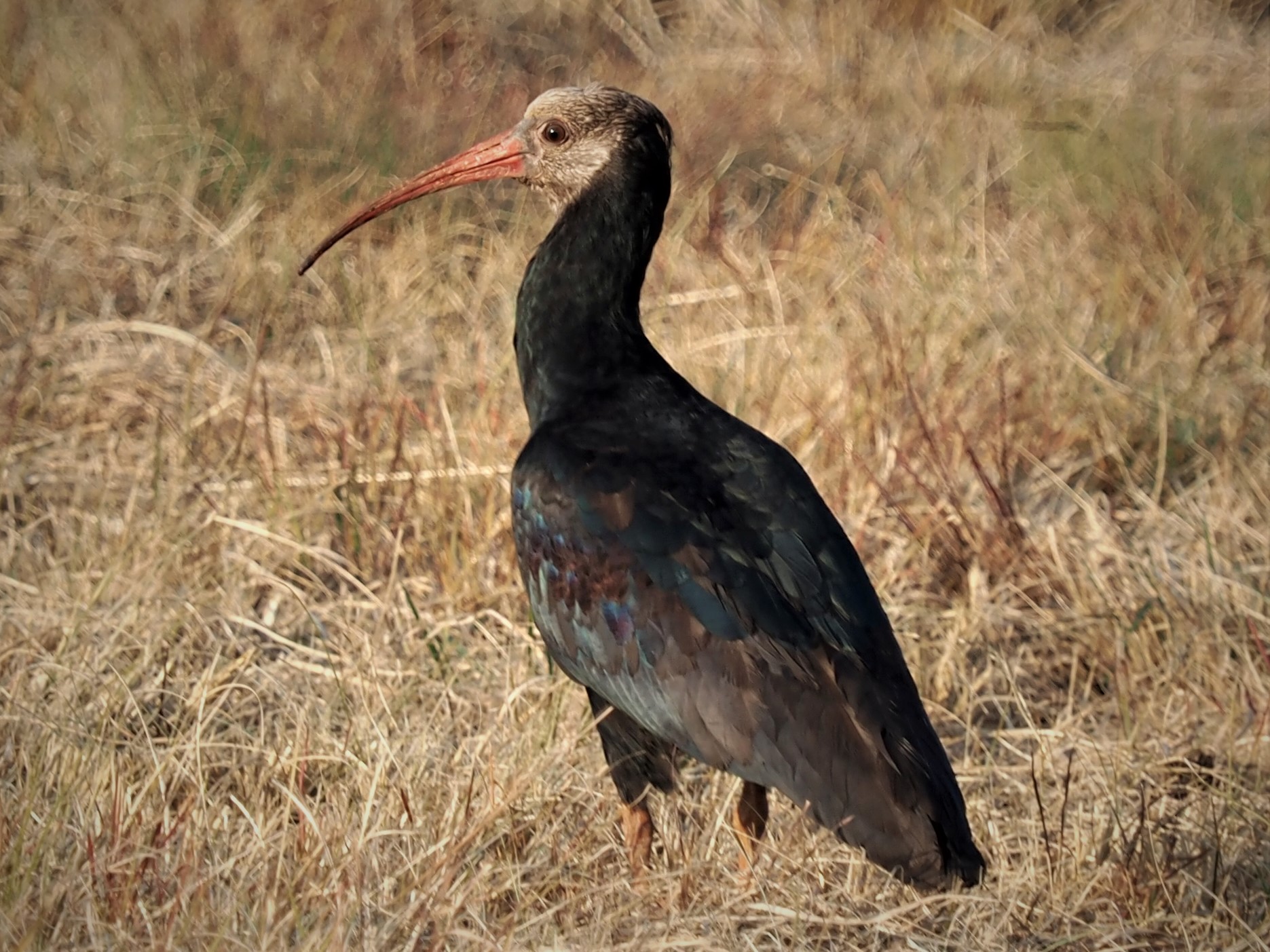 IMG_5861 Type of IBIS possibly glossy.JPG