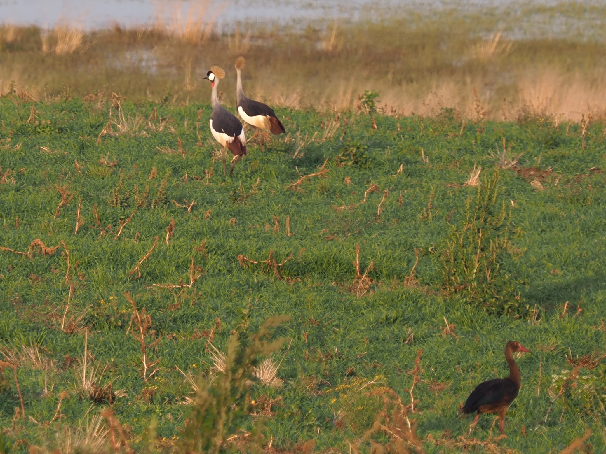 IMG_5883 crowned crane.JPG