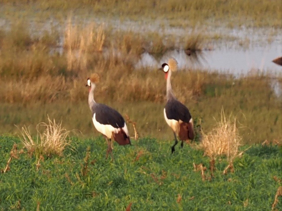 IMG_5885 crowned crane close up.JPG