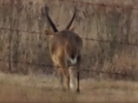 IMG_5887 Big buck wouldnt jump the fence.JPG