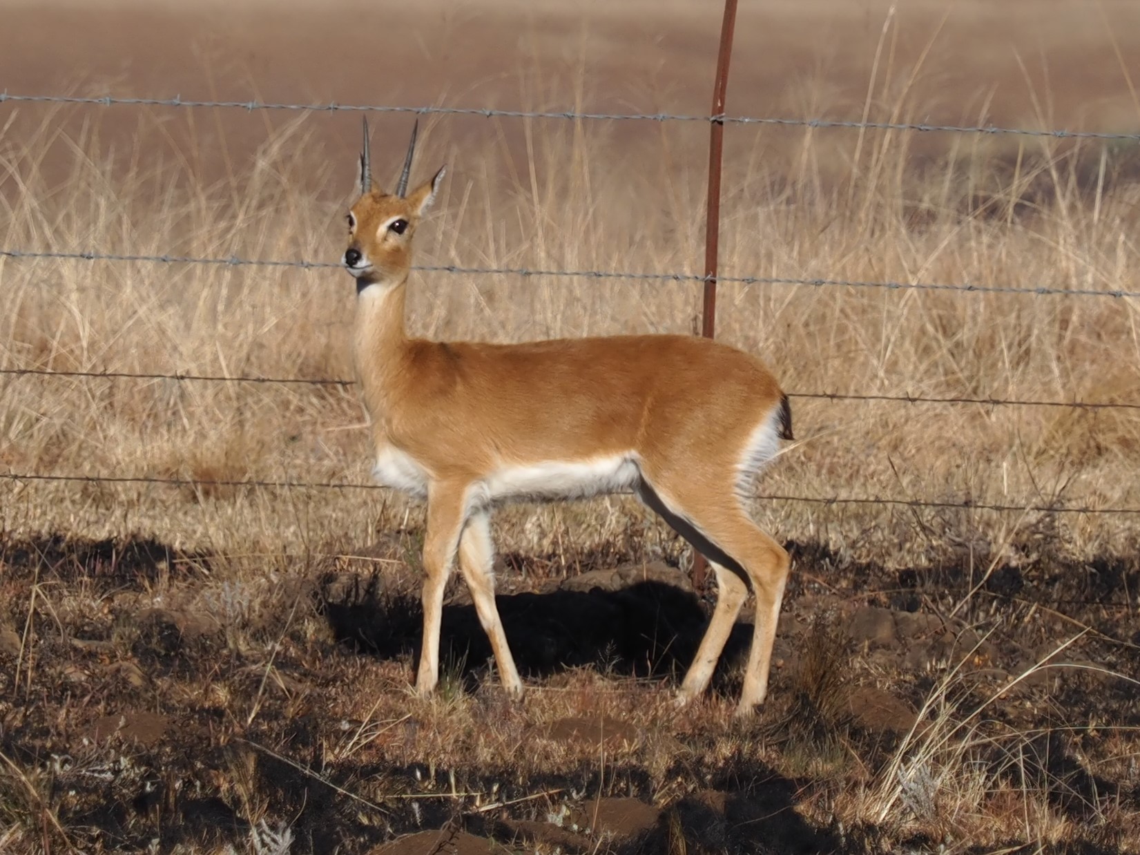 IMG_5922 Oribi Original cropped.JPG