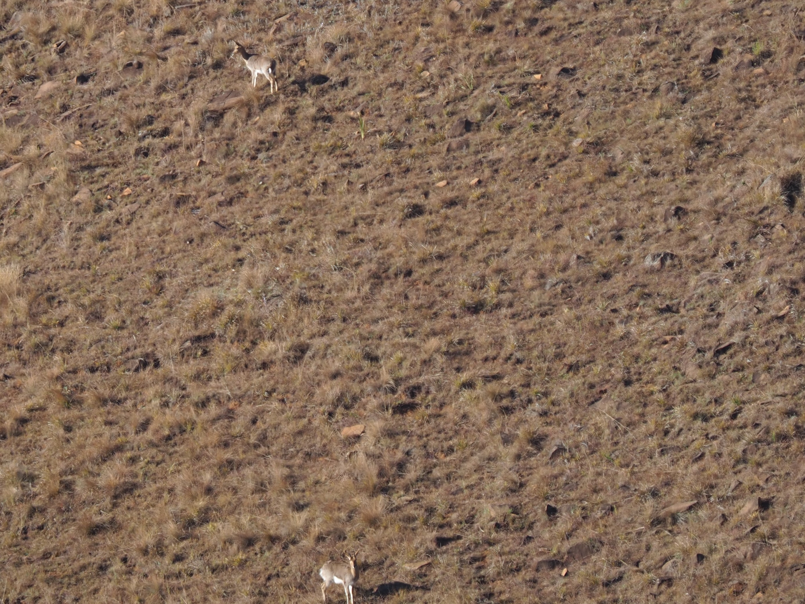 IMG_5924 Mtn Reedbuck Cropped.JPG