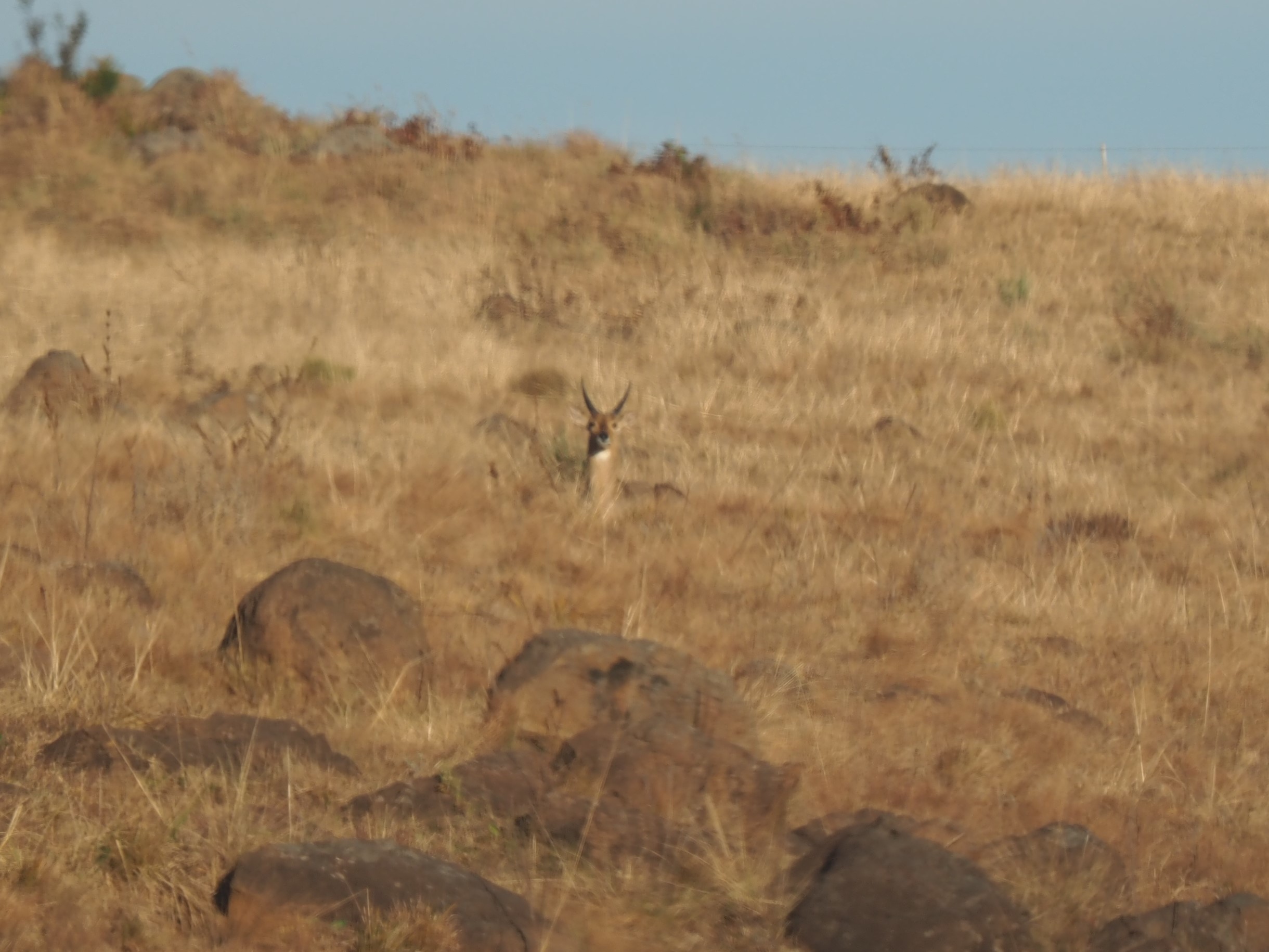 IMG_6072 Young Reedbuck Bedded.JPG