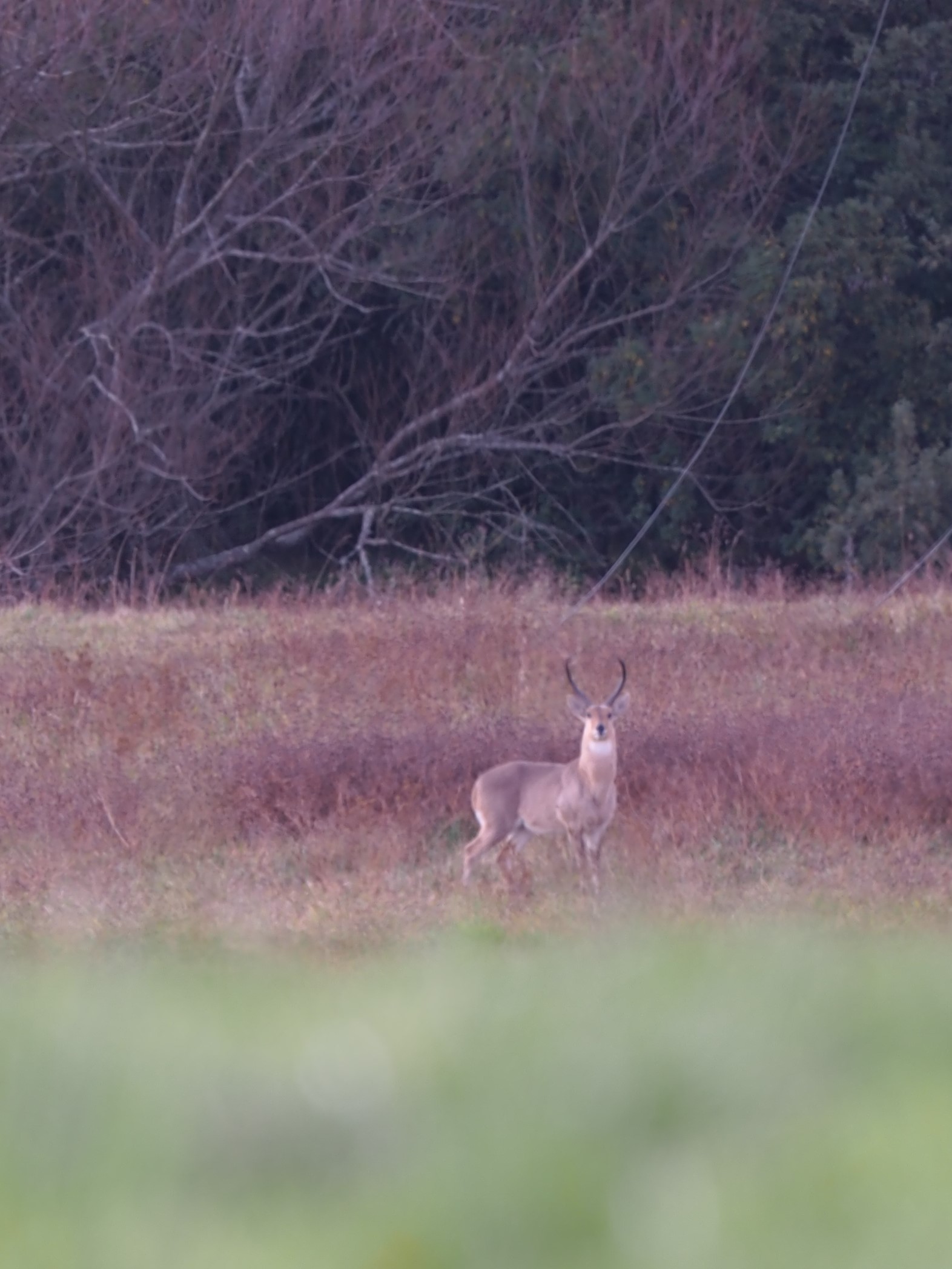 IMG_6106 Reedbuck at last light.JPG