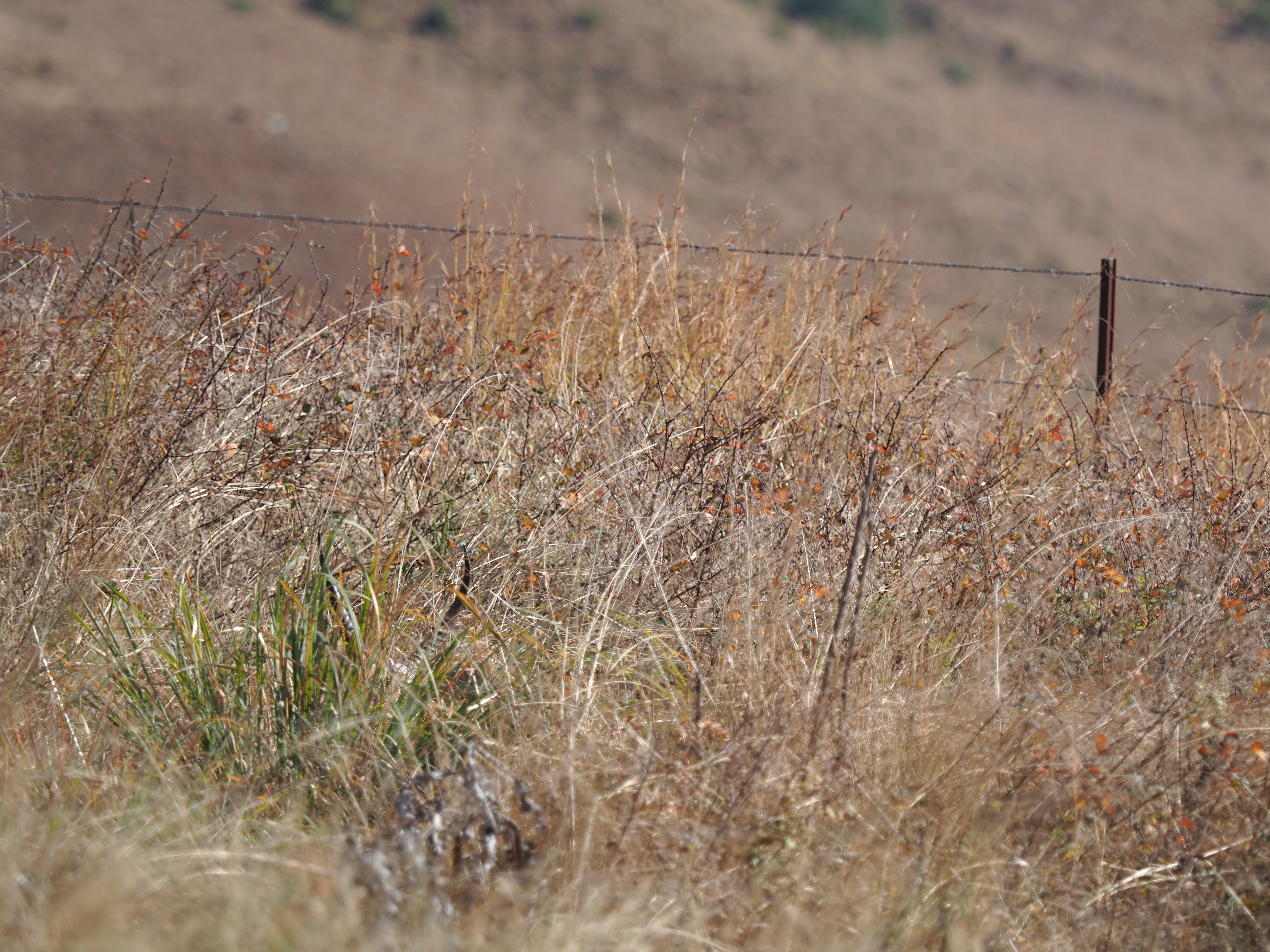 IMG_6148 Reedbuck you cant see me.JPG