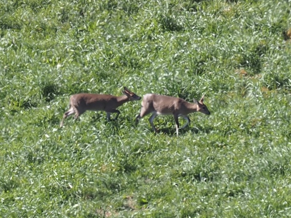 IMG_6221 Male pushing female Duiker.JPG