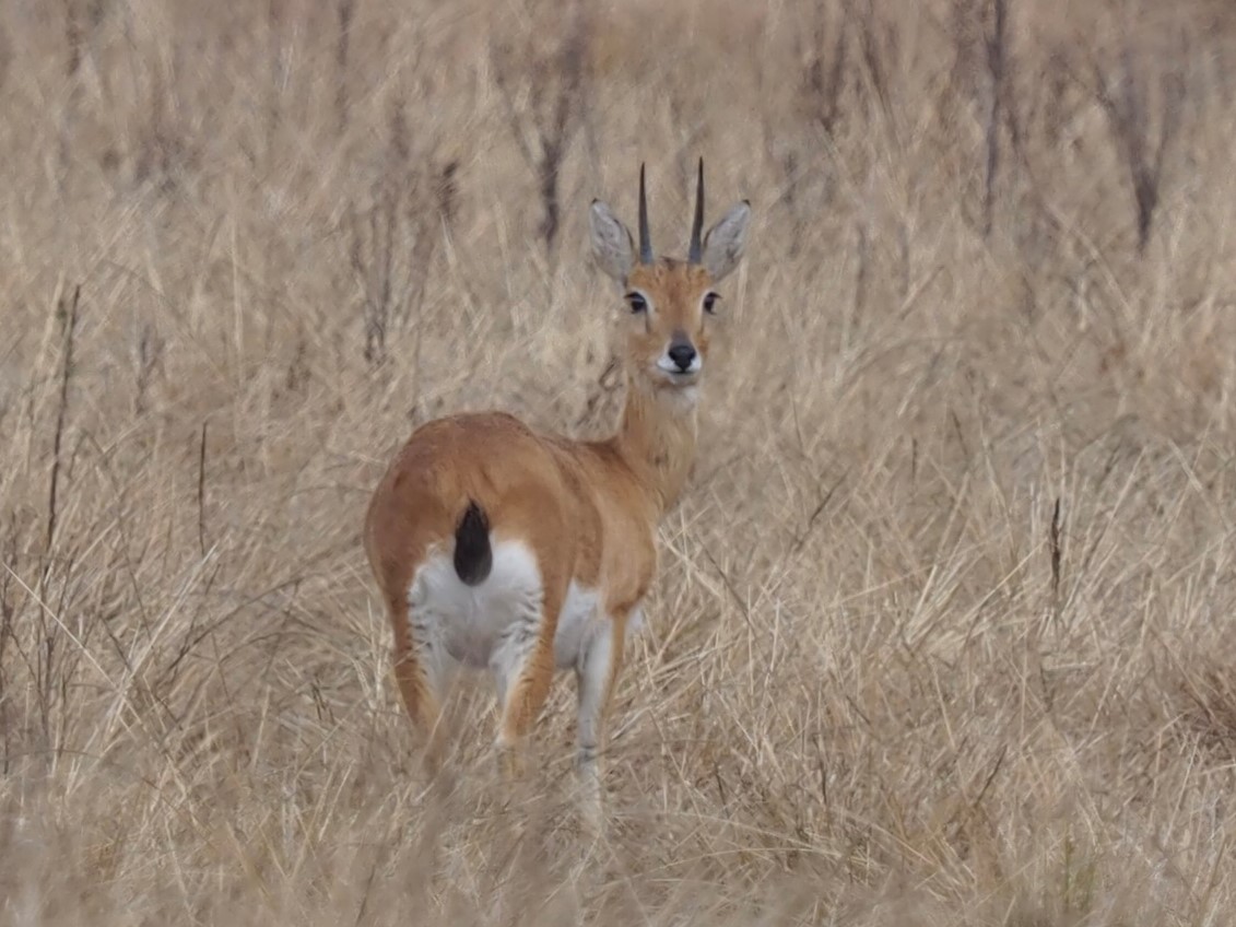 IMG_6771 Oribi Ram cropped.JPG